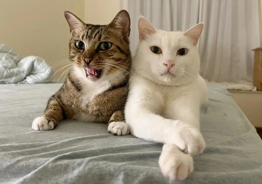 猫粮怎么选择